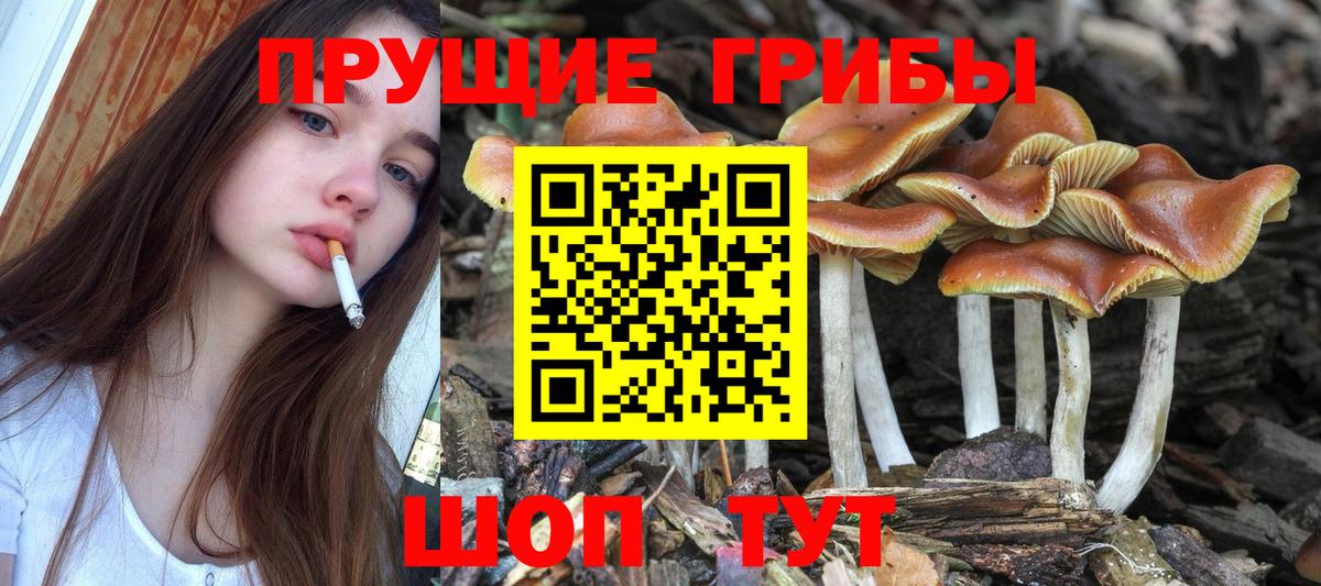 Галлюциногенные грибы Psilocybe Усолье-Сибирское